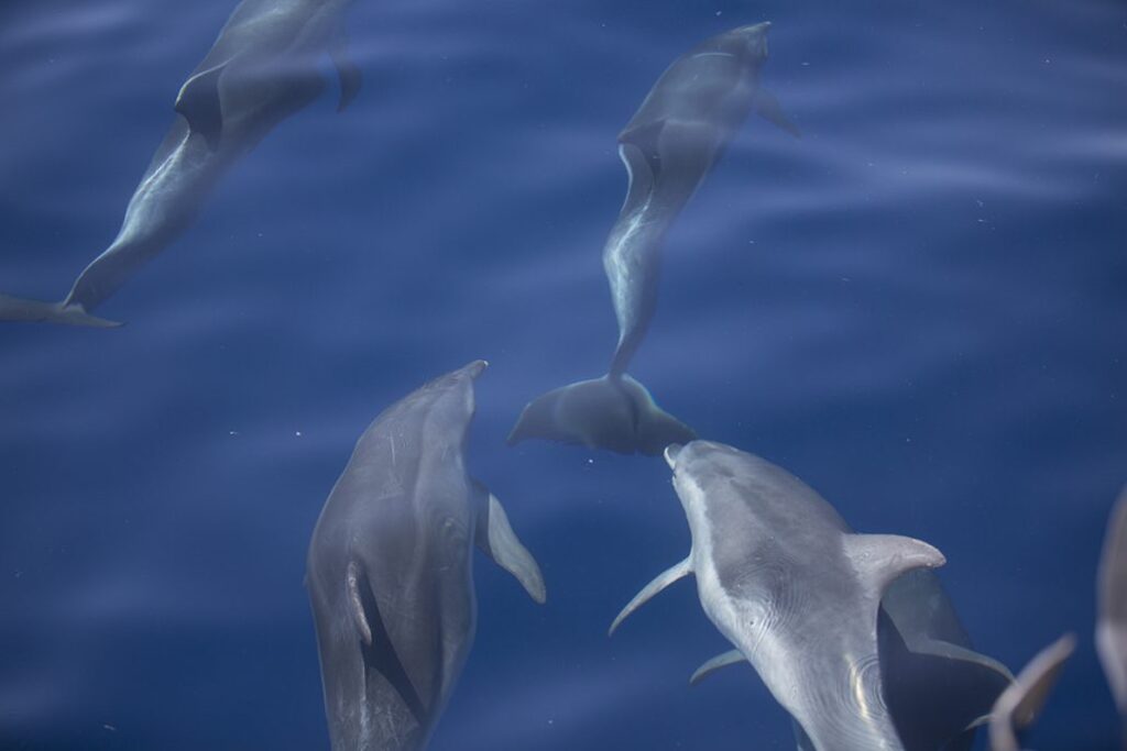 blue lagoon tour, blue lagoon, blue lagoon tour split, blue lagoon boat, boat trip, boat tour from split
